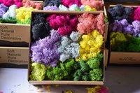 HFloral Naturel Conservé Renne Mousse Supermoss Fond Mur DIY Stabilisé Mousse Hôtel Bureau Décoratif Frais En Gros