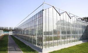 Invernadero de vidrio templado Skyplant Venlo, invernadero solar de alta eficiencia en venta - Product Image 5