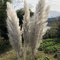 Penjualan Langsung Pabrik Bunga Kering Alami Rumput Pampas Beige Besar untuk Dekorasi Bunga Pernikahan Rumah Rumput Pampas