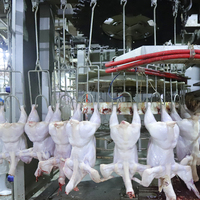 Ligne économique d'abattage de poulets Machine semi-automatique d'abattage de poulets en Turquie