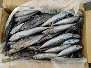 Pescado Bonito Premium BQF con Rayas Oceánicas - Product Image 2