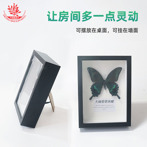 Spécimens de papillons, magnifiquement encadrés dans des cadres en bois avec des couvercles transparents, expositions, ornements, décorations de mariage, etc. - Product Image 4