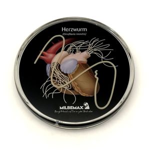 Posavasos de Acrílico con Modelo Médico Flotante |   Posavasos Educativo Personalizado |   Coaster Flotante con Diseño de Gusano del Corazón, OEM 
 - Product Image 2