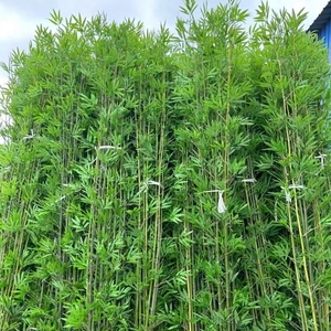 Bambù Piante Artificiali Arredamento da Giardino Esterno Recinto Della Pianta Artificiale, Albero di Bambù Finto Sul Ponte Anteriore Extra Large con Base In Legno, Recinzione per La Privacy Delle Pian