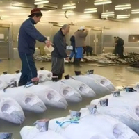 Solution clé en main pour entrepôt frigorifique de fruits de mer, alimentée par énergie solaire, à refroidissement par air, avec moteur automatique, pour l'industrie mondiale des produits de la mer