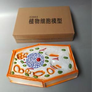 Modelo de Célula Vegetal Ampliada, Material Didáctico Biológico 3D para Botánica y Educación en Ciencias de la Vida - Product Image 4