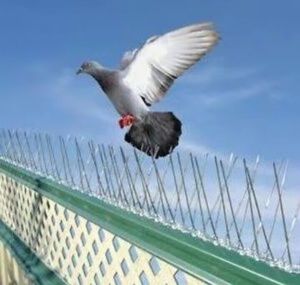 Dissuasore per Uccelli Qiao Liang Anti Piccioni e Piccoli Parassiti, Spuntoni Repellenti per Uccelli con Base in Acciaio Inossidabile - Product Image 5