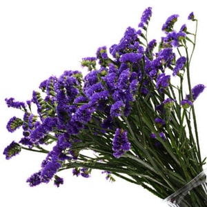 Hermosas Flores Secas de Myosotis Sylvatica, Flores Preservadas de No Me Olvides, <span class=keywords><strong>Limonium</strong></span> Preservado - Product Image 2