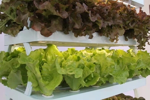 Sistema de cultivo hidropónico SISTEMA DE acuaponia interior para peces y vegetales - Product Image 3