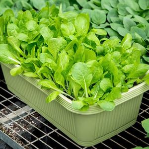 Jardinera Rectangular de Plástico para Balcón, para Cultivar Cebollín - Maceta Extra Grande para Vegetales, Maceta Clásica para Flores - Product Image 6