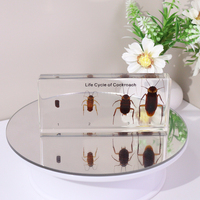 Presse-papiers en résine acrylique de haute transparence, spécimen de cafard taxidermié, jouet éducatif pour l'enseignement