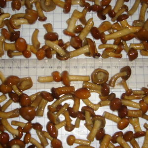Proveedores de Alta Calidad de Hongos Nameko Congelados IQF, Cortados Tipo Ostra, <span class=keywords><strong>Shiitake</strong></span>, Nameko, <span class=keywords><strong>Boletus</strong></span> Edulis, Mezcla de Hongos - Product Image 4