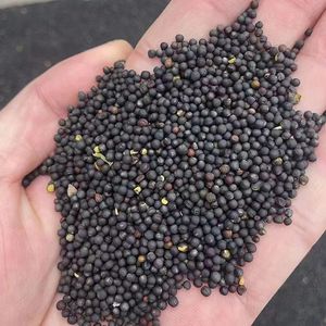 Olio di colza grezzo e raffinato biologico per il cibo degli uccelli e gli avannotti confezionati in bottiglie di vetro di plastica sfuse - Product Image 2