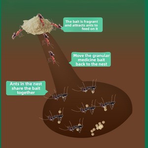 <span class=keywords><strong>เหยื่อ</strong></span>ผงกำจัดมดสำหรับมดแดง/ดำ/เหลือง แพ็ค 5 กรัม ฤดูใบไม้ร่วง ไม่มีกลิ่น สารพิษน้อย - Product Image 4