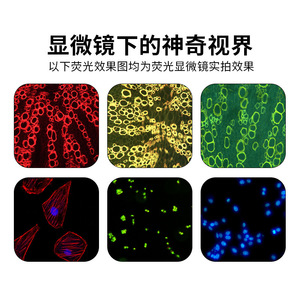 Boshi Jingda Inverted Fluorescence <b>Microscope</b> BD-YGD-2 For Biological Sperm Analysis - Product Image 4