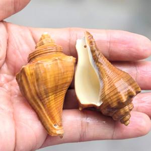 Cristal Phoenix escargot 5-6cm <span class=keywords><strong>naturel</strong></span> poli réel toucher cru coquillage trous bricolage amour thème vent carillon accessoires Souvenir - Product Image 5