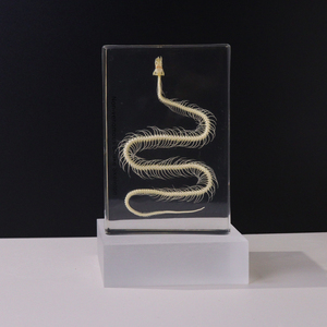 โครงกระดูกสัตว์ทำจากเรซิ่นวัสดุวัสดุสำหรับการสอนโครงกระดูกงูตัวอย่างโครงกระดูกสำหรับชีววิทยา - Product Image 3