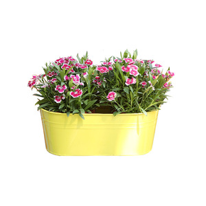 Macetero Ovalado <span class=keywords><strong>de</strong></span> Hierro Forjado, Soporte <span class=keywords><strong>para</strong></span> Macetas Colgante, Decoraciones <span class=keywords><strong>de</strong></span> <span class=keywords><strong>Pared</strong></span> <span class=keywords><strong>para</strong></span> Jardín, Macetas - Product Image 1