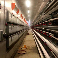Équipement d'élevage avicole de haute qualité, cage à cailles de type H à vendre