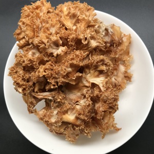 Champignons Sparassis Crispa séchés de haute qualité en promotion – Champignons de choux-fleurs - Product Image 5