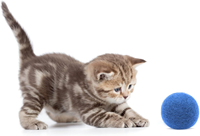 Jouets en boule de feutre de laine 100% écologiques colorés faits à la main pour chats et chatons,