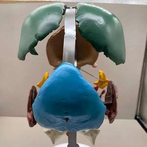 Modèle pédagogique coloré de démontage ostéopathique simulé - Modèle coloré de segmentation des os du crâne pour l'enseignement de l'anatomie - Product Image 3