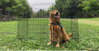 Parc de jeu pliable pour animaux de compagnie, panneaux de clôture modulaires en fil soudé pour chiens en extérieur