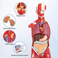 Modèle anatomique du corps humain complet de 80 cm pour l'enseignement des sciences médicales, avec 27 parties, structure musculaire, certifié CE/ISO