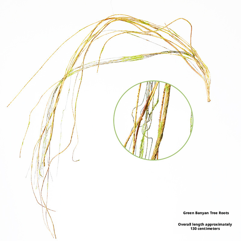 1#  Green Banyan root