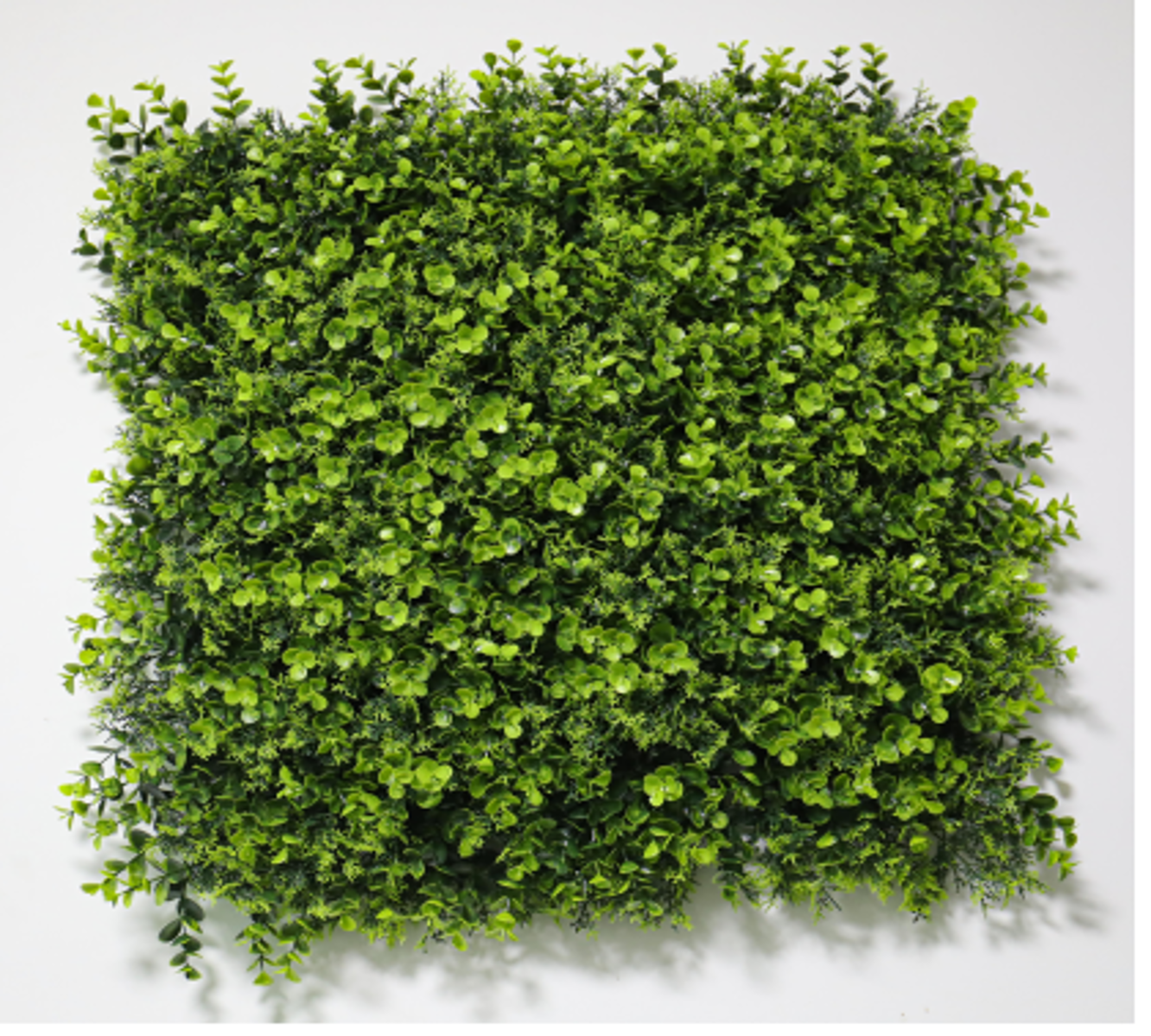 Grande branche de pin d'eucalyptus