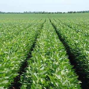 Fertilizzante organico vegetale biochar per l'agricoltura <span class=keywords><strong>biologica</strong></span> - Product Image 6