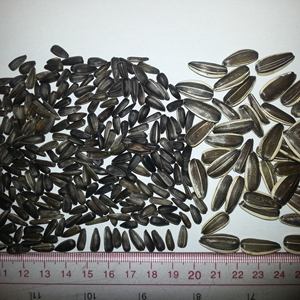 Nouvelles graines <span class=keywords><strong>de</strong></span> <span class=keywords><strong>tournesol</strong></span> à l'huile noire pour les oiseaux - Product Image 6