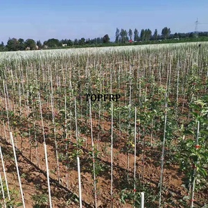 Hot Sale Solid Fiberglass Nursery Stakes FRP <b>Rods</b> - Product Image 5