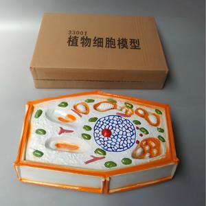 Modelo de Célula Vegetal Ampliada, Material Didáctico Biológico 3D para Botánica y Educación en Ciencias de la Vida - Product Image 5
