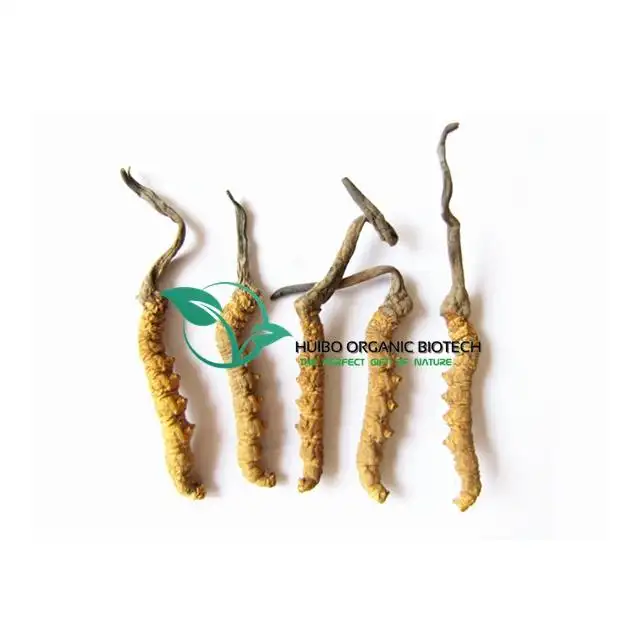 Cordyceps sinensis naturel/herbe de ver sauvage/dong chong xia cad/chongcad