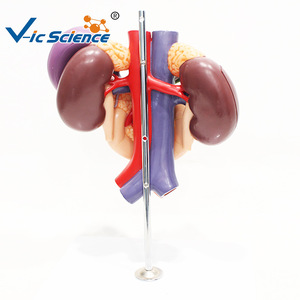 Modèle du rein, de l'aorte abdominale, du pancréas, de la rate et du duodénum ; outil pédagogique pour l'enseignement de l'anatomie digestive et urinaire. - Product Image 4