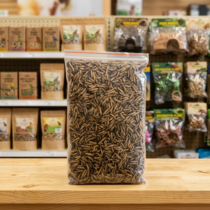 Larvas Secas de Mosca Soldado Negra, Origen Vietnam, Sin Aditivos, Estándar de Exportación, Vida Útil de 24 Meses, Alimento para Aves, Peces y Aves de Corral - Product Image 5