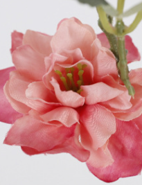 ชมพูเข้ม