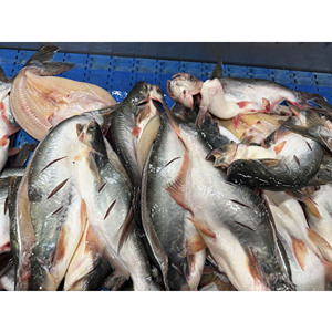 Pangasius Bocourti Congelé Entier (1-2 Pièces/kg) IQF, Boîte de 20kg, Certifié BRC HALAL, Fournisseur Grossiste de Fruits de Mer - Product Image 3