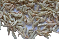 Friandises pour poissons lyophilisées riches en protéines, écologiques et à prix compétitif, pour petites races, bienfaits pour la santé de la peau et du pelage, 3-5 cm, 3