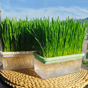 Kit de Cultivo Hidropónico de Hierba para Gatos, <span class=keywords><strong>Semillas</strong></span> de Hierba Gatera de Crecimiento Rápido sin Tierra, Plantas Seguras para Gatitos - Product Image 5