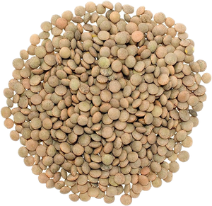 Venta al por mayor de lentejas verdes grandes orgánicas deshidratadas sin OMG de primera calidad con larga vida útil para cocinar y envasar, venta de fábrica - Product Image 1