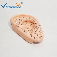 Modelo de Acupuntura Auricular de 13 cm, Modelo de Enseñanza de Puntos de Reflexología de PVC para Entrenamiento de Medicina Tradicional China, CE/ISO/ROHS/CNAS