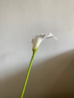 Offre Spéciale – Fleurs Artificielles Calla Lily Blanches, Toucher Réel, Longue Tige pour Décoration Florale Maison, Mariages et Centres de Table