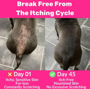 100% doğal köpekler alerji kabartma bağışıklık ve cilt ceket destek yumuşak çiğneme somon yağı ile Pet vitamini <span class=keywords><strong>C</strong></span> Pet sağlık takviyeleri - Product Image 4