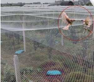 工場直販卸売 鳥よけネット モデルMGN 高強度切断耐性 厚手ナイロン糸 鳥害防止 繁殖保護 - Product Image 6