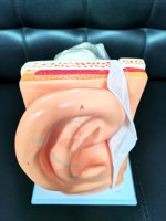 Modèle d'oreille HC-S255, nouveau modèle d'oreille anatomique de grande taille, modèle d'anatomie de l'oreille, éducation médicale