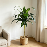 Plante artificielle réaliste de Dracaena Bonsai de 140 cm, verdure artificielle en plastique pour la décoration intérieure de la maison et du bureau