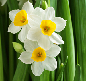 Yüksek kaliteli nersus özü tozu nersus özü nersus tazetta ampul özü - Product Image 2