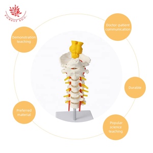 Modèle de colonne cervicale avec tige cérébrale FRT041, articulé flexible, vertèbres cervicales à 7 segments, modèle anatomique monté sur un support - Product Image 5